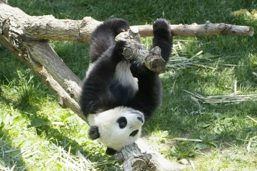 Reverse Panda, Google has surprised the online community